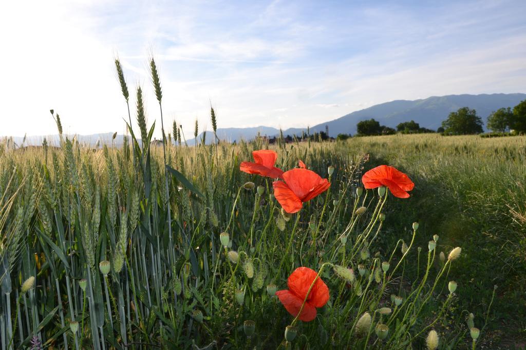 Bed And Breakfast Villa NovellaCrocetta del Montello エクステリア 写真